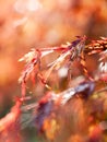 Vertical selective focus shot of red autumn leaves on a blurred background with bokeh in a forest Royalty Free Stock Photo