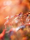 Vertical selective focus shot of red autumn leaves on a blurred background with bokeh in a forest Royalty Free Stock Photo