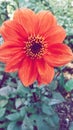 Vertical selective focus shot of red bishop dahlia flower Royalty Free Stock Photo