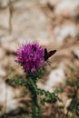 Vertical selective focus shot of a red butterfly on a Plumeless thistles flower