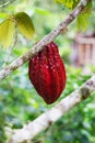 Vertical selective focus shot of red cocoa pod hanging on a tree branch Royalty Free Stock Photo