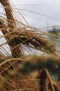 Vertical selective focus shot of a rye growth