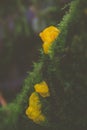 Vertical selective focus shot of shiver mushroom