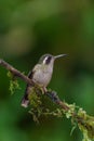 Vertical selective focus shot of a speckled hummingbird perched on a tree branch