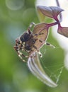 Vertical selective focus shot of a spider on a leaf