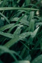 Vertical selective focus shot of a thicket of dark green plants with tall wet leaves Royalty Free Stock Photo