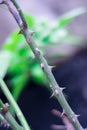 Vertical selective focus shot of a thorny rose branch Royalty Free Stock Photo