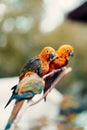 Vertical selective focus shot of three conure birds perched on a branch