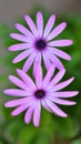 Vertical selective focus shot of two beautiful pink African daisies on blurred background Royalty Free Stock Photo