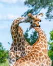 Vertical selective focus shot of two giraffes with trees on the background