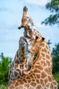 Vertical selective focus shot of two giraffes with trees on the background