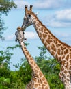 Vertical selective focus shot of two giraffes with trees on the background