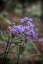 Vertical selective focus shot of vernonia crinita flowers growing in the field