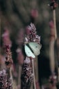 Vertical selective focus shot of a white butterfly on lavender Royalty Free Stock Photo