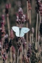 Vertical selective focus shot of a white butterfly on lavender Royalty Free Stock Photo