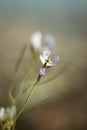Vertical selective focus shot of white cardamine pratensis Royalty Free Stock Photo
