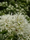 Vertical selective focus shot of the white flowers of a Chinese fringe tree