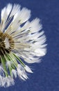 Vertical selective focus shot of the white petals of a dandelion on a blue background Royalty Free Stock Photo