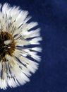 Vertical selective focus shot of the white petals of a dandelion on a blue background