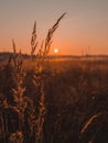 Vertical selective focus shot of the wild plants growing in the field during the sunset