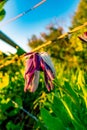 Vertical selective focus shot of a wilted colorful flower in a field- for mobile wallpaper