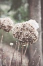 Vertical selective focus shot of withered hydrangea