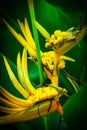 Vertical selective focus shot of a yellow Lobster-claws plant on blurred green background