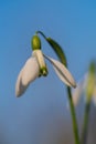 Vertical selective focus of a Snowdrop flower blooming in a field against a blurred blue sky Royalty Free Stock Photo