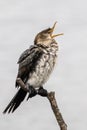 Vertical selective focus of a songbird trill  perched on a tree branch on a blurred background Royalty Free Stock Photo