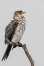 Vertical selective focus of a songbird trill perched on a tree branch on a blurred background Royalty Free Stock Photo