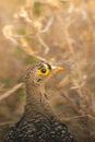 Vertical selective focus of a Spur Francolin Bird in Kruger National park