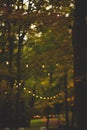 Vertical selective focus of string lights hanging from trees, creating a festive atmosphere