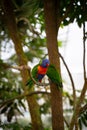 Vertical selective focus of a True parrot standing on a tree branch with open wings