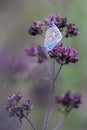 Vertical selective focus view of a common blue butterfly on a purple ironweed flower