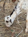 Vertical selective focus view of a Sahelian goat eating hay of the floor of a farmland