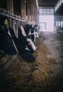 Vertical selective shot of black and white cows in a barn Royalty Free Stock Photo