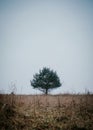 Vertical selective shot of a green tree in the middle of a grass field under a clear blue sky Royalty Free Stock Photo