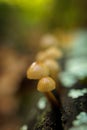 Vertical selective shot of Mycena small saprotrophic mushrooms in a chestnut forest Royalty Free Stock Photo