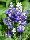 Vertical shallow focus closeup shot of blue Sage flowers in a garden