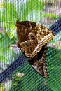 Vertical shallow focus closeup shot of butterflies on a net