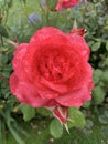 Vertical shallow focus closeup shot of morning dew on a red rose flower in a park Royalty Free Stock Photo