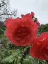 Vertical shallow focus closeup shot of morning dew on a red rose flower in a park Royalty Free Stock Photo