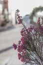 Vertical shallow focus closeup shot of a pink Chamelaucium flower