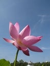 Vertical shallow focus closeup shot of a pink Lotus flower in a garden under the clear blue sky Royalty Free Stock Photo