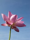 Vertical shallow focus closeup shot of a pink Lotus flower in a garden under the clear blue sky Royalty Free Stock Photo