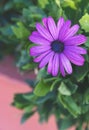 Vertical shallow focus closeup shot of a purple African daisy flower in a garden Royalty Free Stock Photo
