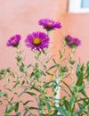 Vertical shallow focus closeup shot of purple Aster flowers in a garden