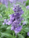 Vertical shallow focus closeup shot of a purple Sage flower in a garden Royalty Free Stock Photo