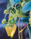 Vertical shallow focus closeup shot of an unripe strawberry plant in a garden Royalty Free Stock Photo