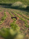 Vertical shallow focus shot of adorable mountain hare lying in beet field